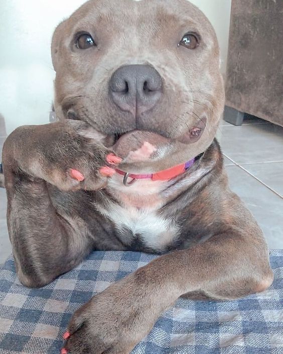 A pitbull being adorable!